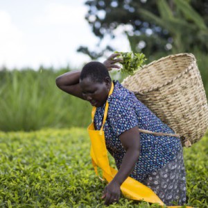 Teresa Kurgat, 47, Sireet OEP tea farmer who has directly benefited from the water tank project that now supplies piped water to her house. Her pipe also supports water access for a local primary school.