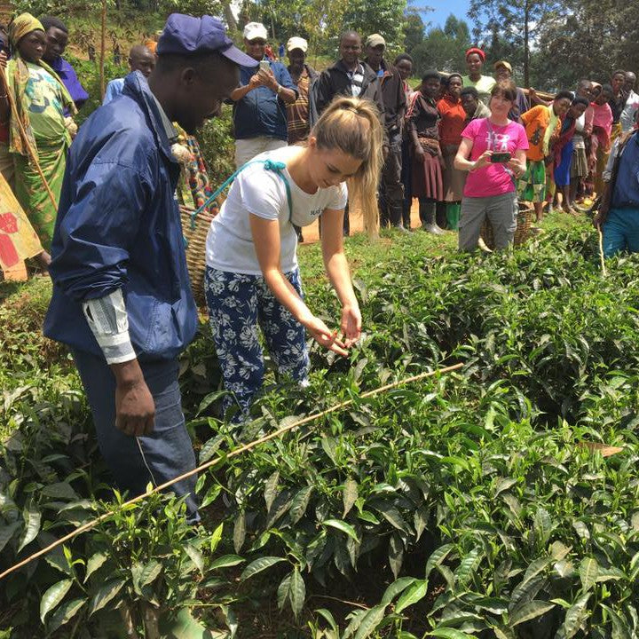 Zoë McCullough Fairtrade Tea Plucking in Rwanda