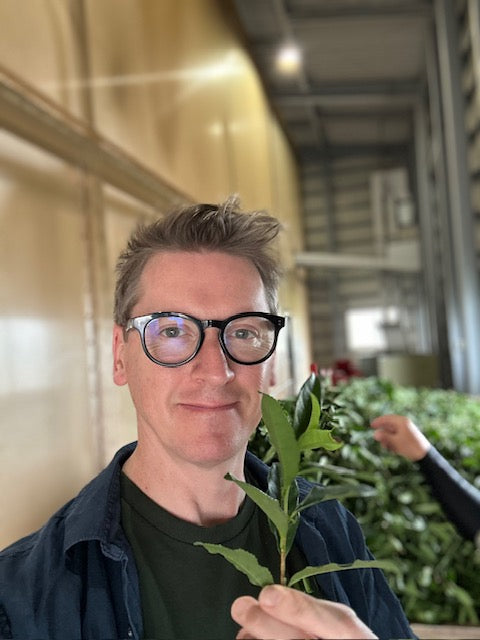 Oscar Woolley Suki Tea Japan 